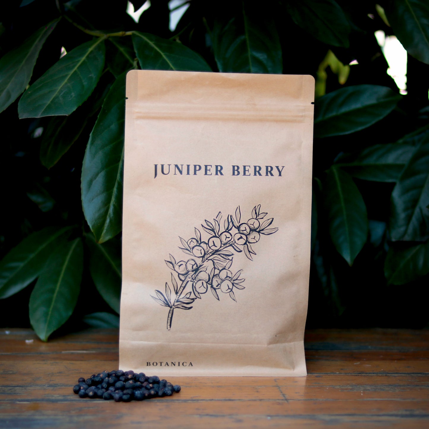 Botany - Juniper berries