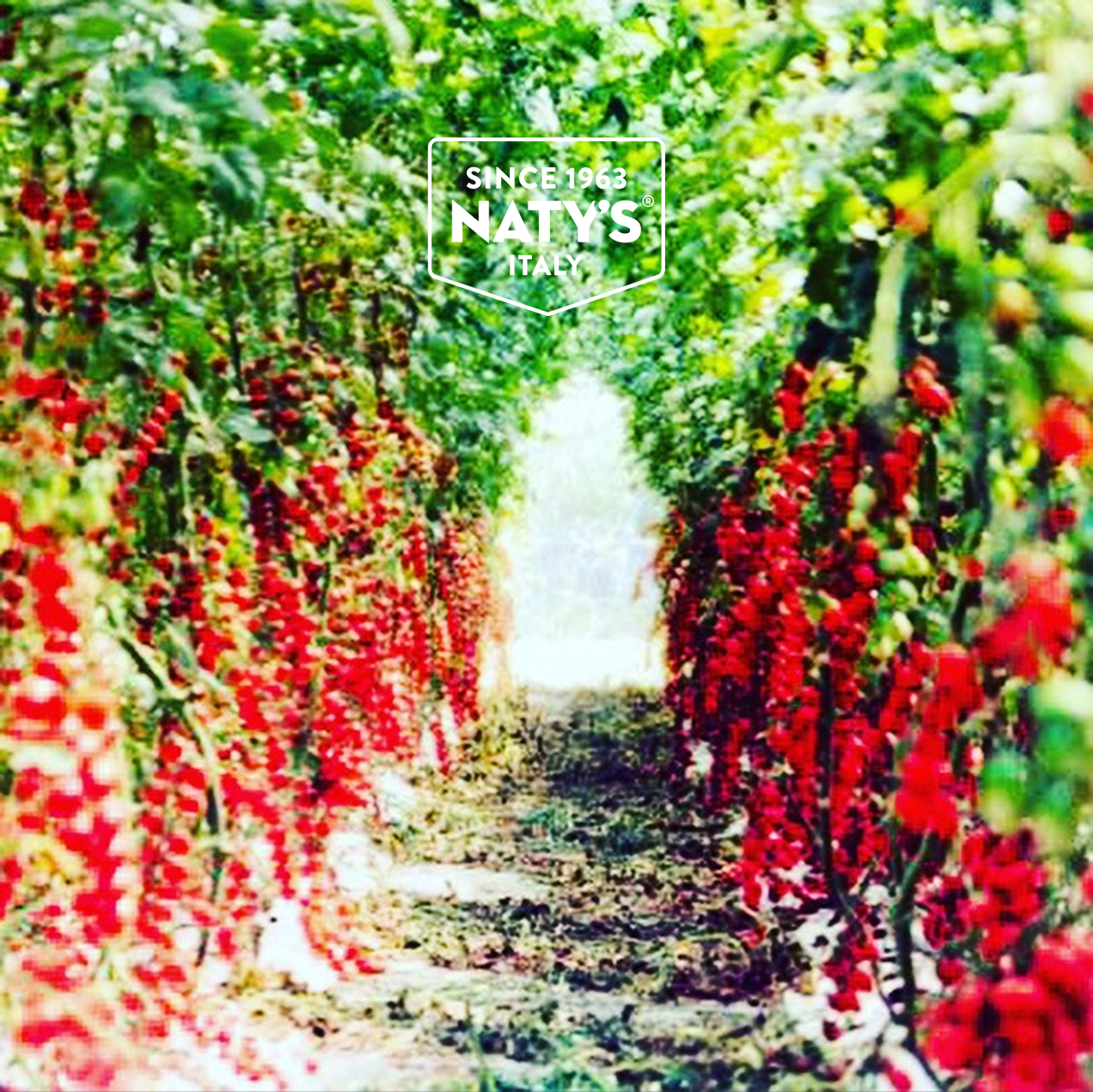 Organic Tomato