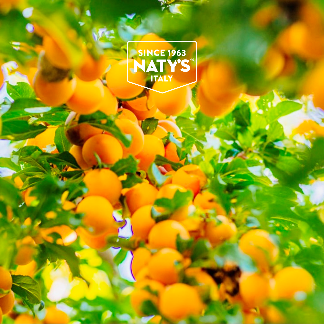 Organic Apricot